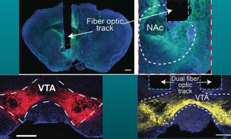 Как дофамин во сне помогает мозгу закреплять двигательные навыки у млекопитающих