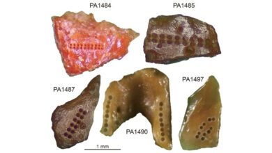 ΠΡΡ
Π°ΠΈΡΠ½ΡΠ΅ Π»ΡΠ΄ΠΈ ΠΈΠ· Π‘ΡΠΉΡΠ·ΡΡΠΎ ΠΆΠΈΠ»ΠΈ Π² ΠΠΈΡΠ°Π΅ ΠΌΠ΅ΠΆΠ΄Ρ 207 ΠΈ 128 ΡΡΡΡΡΠ°ΠΌΠΈ Π»Π΅Ρ Π½Π°Π·Π°Π΄