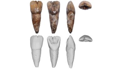 В Малайзии найден зуб древнего человека возрастом более 50 тысяч лет