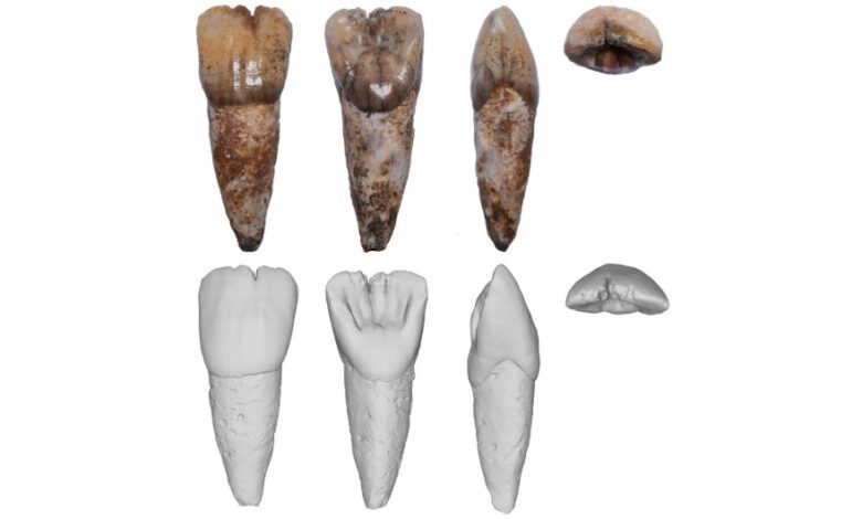 Ancient Human Tooth Over 50,000 Years Old Found in Malaysia