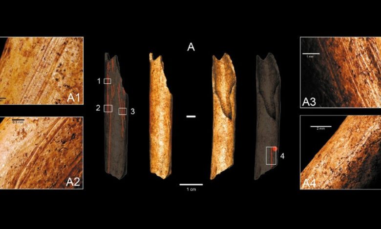 Крупные хищные птицы в жизни кроманьонцев: зачем им были нужны перья