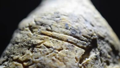 Археологи поставили под сомнение раннее заселение Европы древними людьми