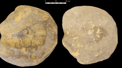 Археологи нашли древнюю ступу кроманьонцев для желудей на севере Испании