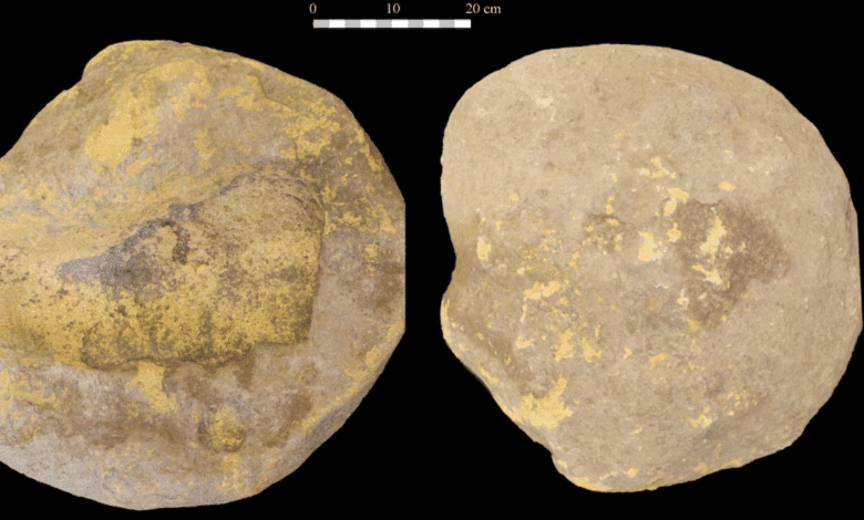 Archaeologists Discover Ancient Cro-Magnon Acorn Mortar in Northern Spain