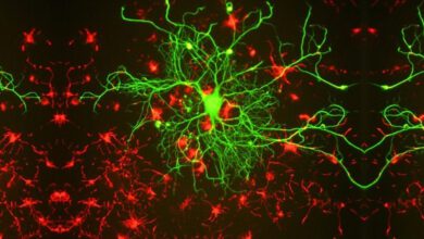 Новый биомаркер дал надежду пациентам после остановки сердца