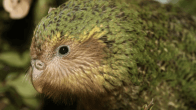 Редкий попугай какапо готовится к рекордному приросту популяции в 2025 году