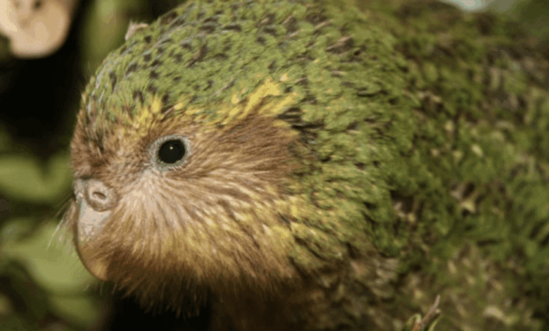 Редкий попугай какапо готовится к рекордному приросту популяции в 2025 году