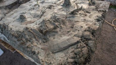 Археологи нашли в шведском болоте неолитическую собаку с кинжалом из кости