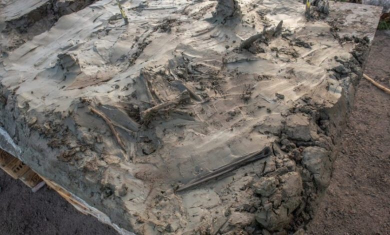 Arqueólogos hallan en un pantano sueco un perro neolítico con una daga de hueso