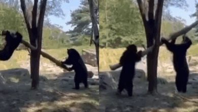 В зоопарке Нью-Йорка очковые медведи устроили необычную игру на бревне