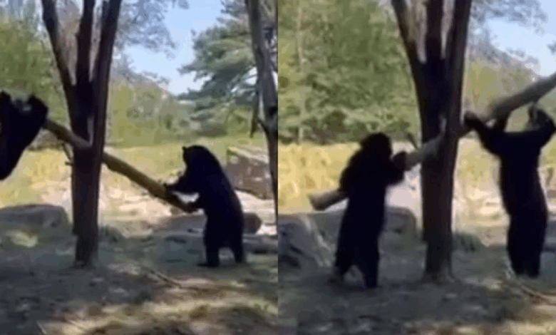 En el zoológico de Nueva York, los osos de anteojos protagonizan un juego inusual sobre un tronco