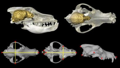 Неолитические собаки Франции удивили учёных миниатюрным мозгом и поведением