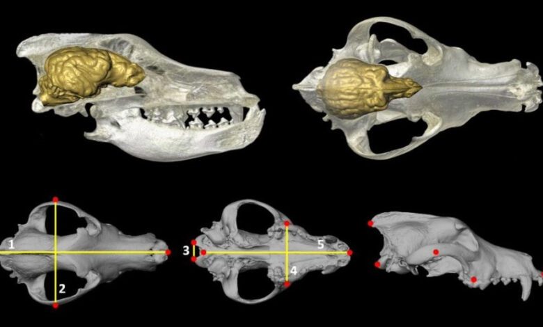 Neolithic Dogs of France Surprise Scientists with Miniature Brains and Behavior