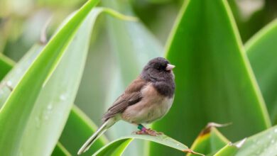 Как пандемия изменила клювы городских птиц в Лос-Анджелесе и почему эффект исчез