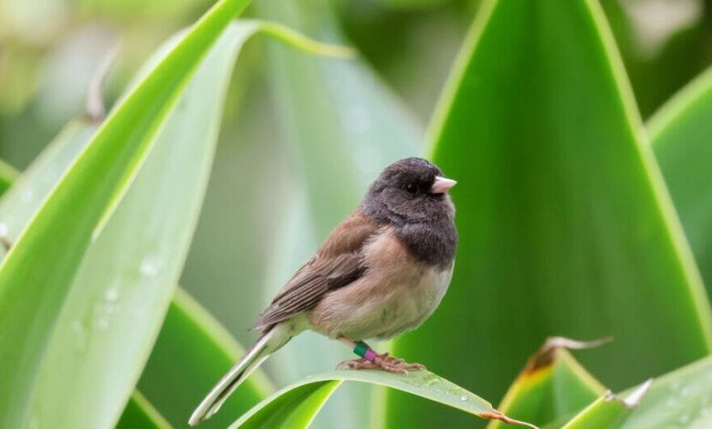 How the Pandemic Changed the Beaks of Urban Birds in Los Angeles—and Why the Effect Disappeared