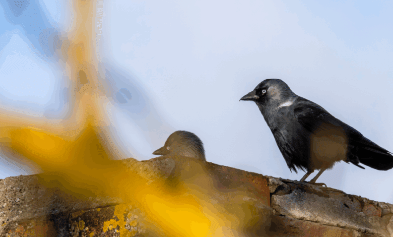 Female Jackdaws Instantly Recognize Their Mate’s Voice Among Other Birds