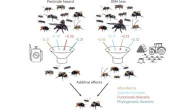 Пчелы в Испании продолжают исчезать несмотря на защитные зоны у полей
