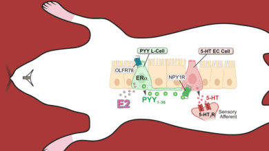 Женские гормоны усиливают кишечную боль у мышей — новое открытие ученых