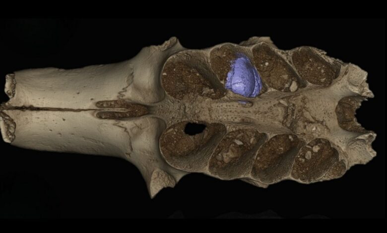 Descubren rastros de abejas antiguas en huesos de animales extintos en una cueva del Caribe