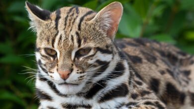 Древние кошки Китая оказались не предками домашних питомцев