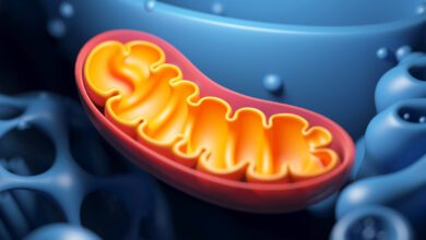 Ученые нашли способ замедлить старение и продлить жизнь мышей