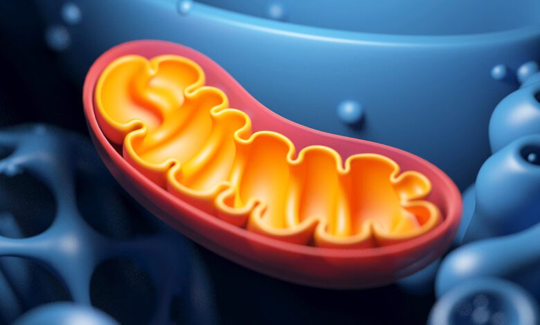 Ученые нашли способ замедлить старение и продлить жизнь мышей