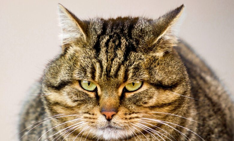 Spanish Veterinarians Testing New Weight Loss Drug for Cats