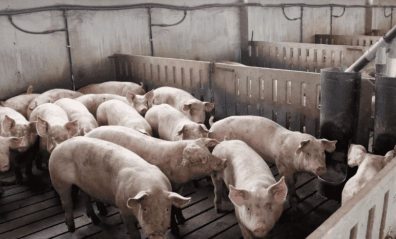 China Suspends Pork Imports from 12 Barcelona Companies Over African Swine Fever Outbreak