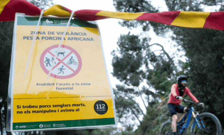 African Swine Fever Outbreak in Collserola: A Threat to Catalonia and All of Spain
