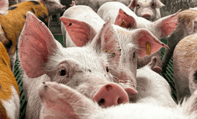 European Commission Lifts Pork Export Restrictions in Key Catalonia Regions