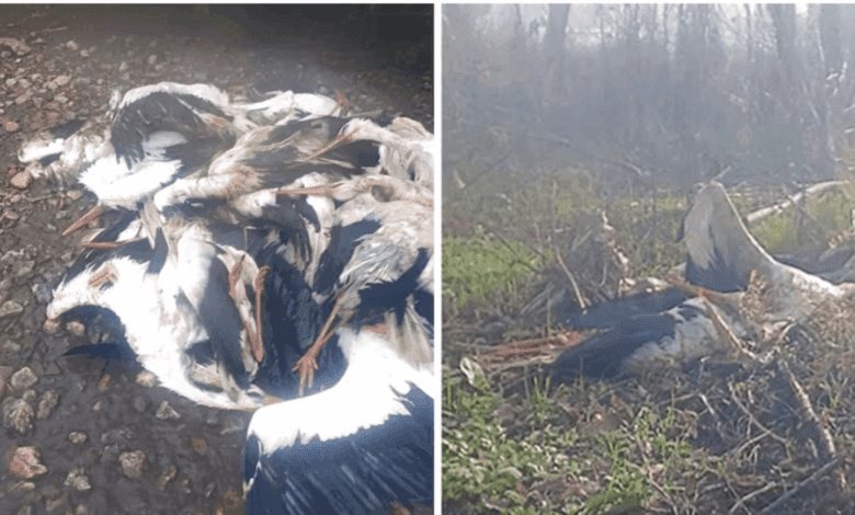 Mass Stork Deaths on the Manzanares Spark Concern in Madrid
