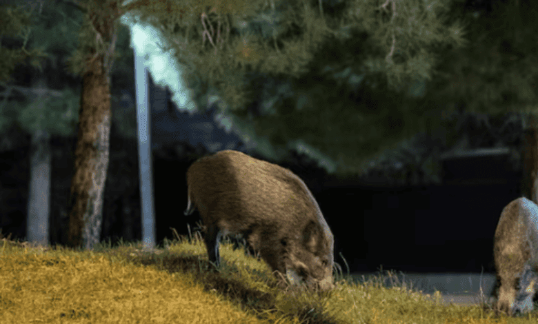 Spanish Transport Companies Demand Apology from Catalan Authorities Over Virus Allegations