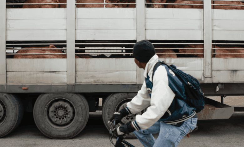 En Cataluña, 458 trabajadores de cárnicas pierden su empleo debido a un brote de peste porcina africana