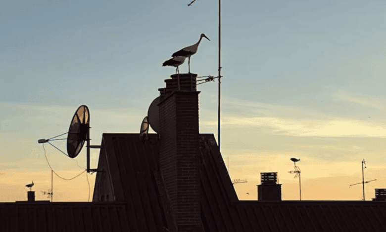 20 Bird Flu Outbreaks Detected in Madrid Since Fall 2025