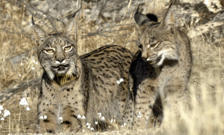 Spanish Scientists Create Lynx Embryos from Cells of Deceased Females for the First Time