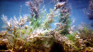 Российские ученые создали водорослевый фильтр против радиоактивного цезия