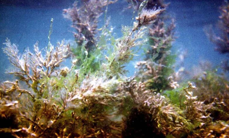 Russian Scientists Develop Algae-Based Filter to Remove Radioactive Cesium