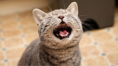 Ученые раскрыли неожиданные факторы долголетия и поведения кошек