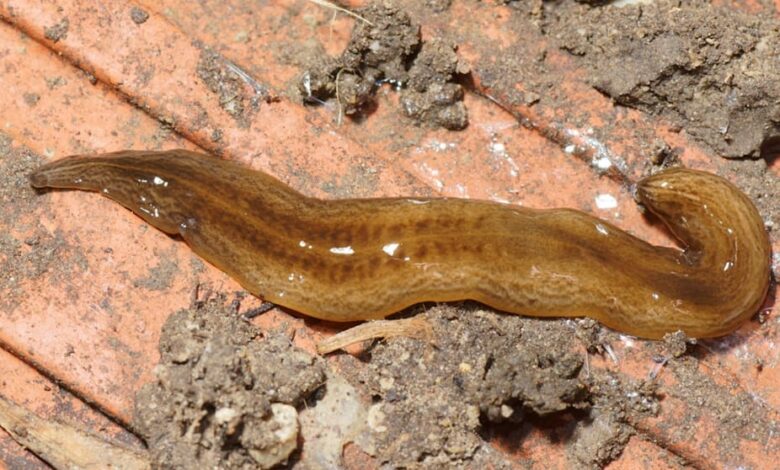 Predatory Worm from Argentina Threatens Europe’s Ecosystems and Agriculture