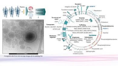 Как ученые раскрыли тайный язык клеток в крови человека