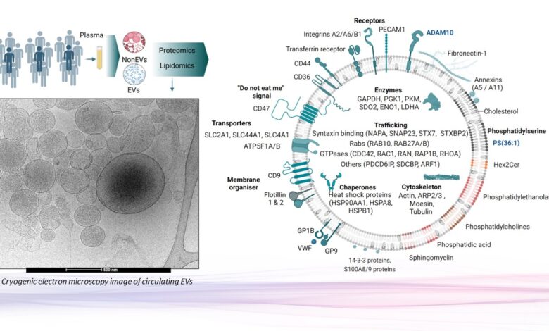 Как ученые раскрыли тайный язык клеток в крови человека