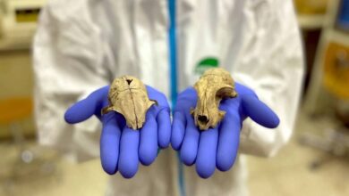 Как домашние кошки из Северной Африки завоевали Европу всего за два тысячелетия