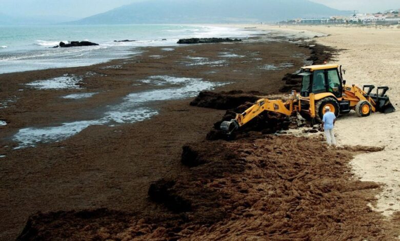 Cadiz Scientists Find Way to Turn Dangerous Algae into Source of Energy and Fertilizer
