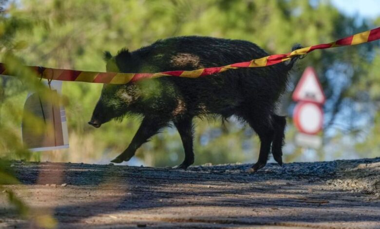 В А Корунье аэропорт остановил работу из-за дикого кабана на взлетной полосе