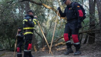 В окрестностях Барселоны обнаружили около 50 мертвых кабанов в зоне карантина