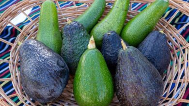 Фестиваль авокадо в Могане: праздник вкуса и традиций на берегу Атлантики