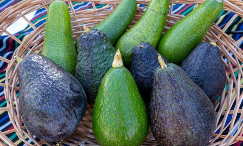 Avocado Festival in Mogán: A Celebration of Flavors and Traditions on the Atlantic Coast