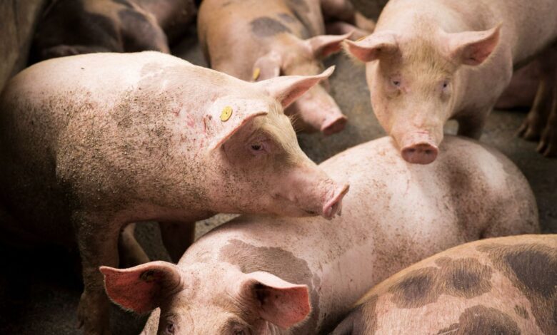 Andalusian Authorities Call Emergency Meeting Over African Swine Fever Outbreak in Spain