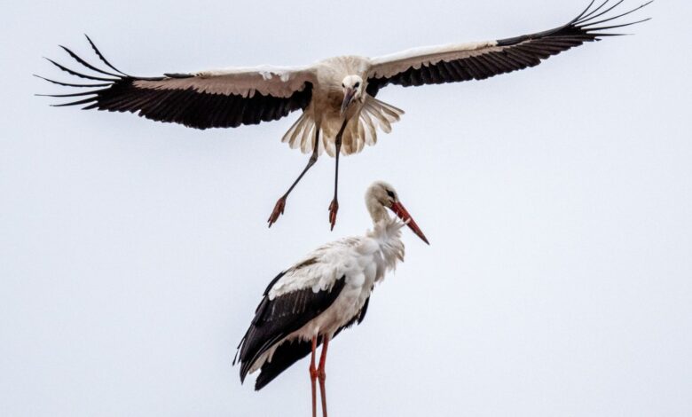 Mass Stork Deaths in Madrid Spark Concern Over Possible Bird Flu Outbreak