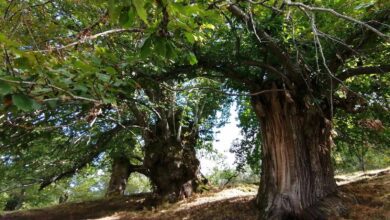 Откройте легкий пеший маршрут в каштановой роще провинции Самора